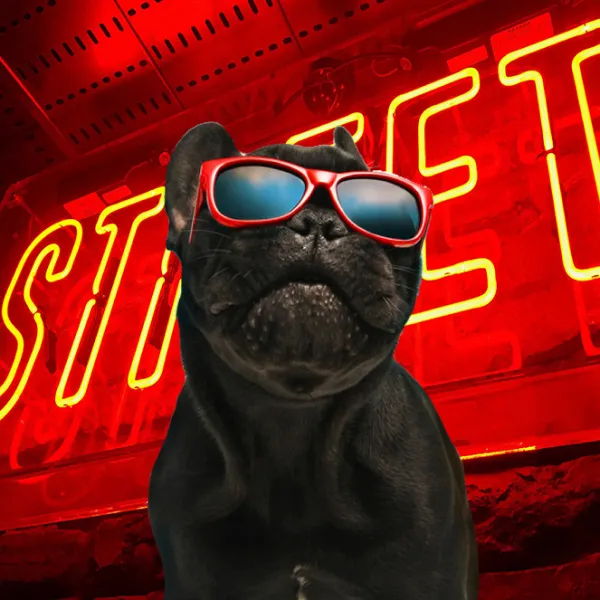 a dog wearing sunglasses in a red background